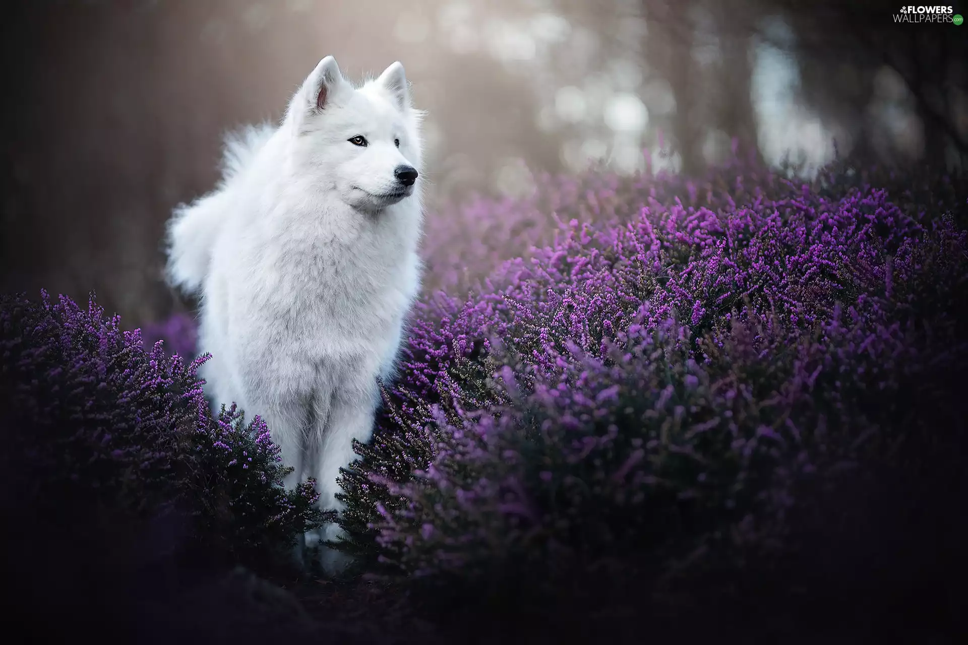 White, Japanese Spitz, heathers, dog