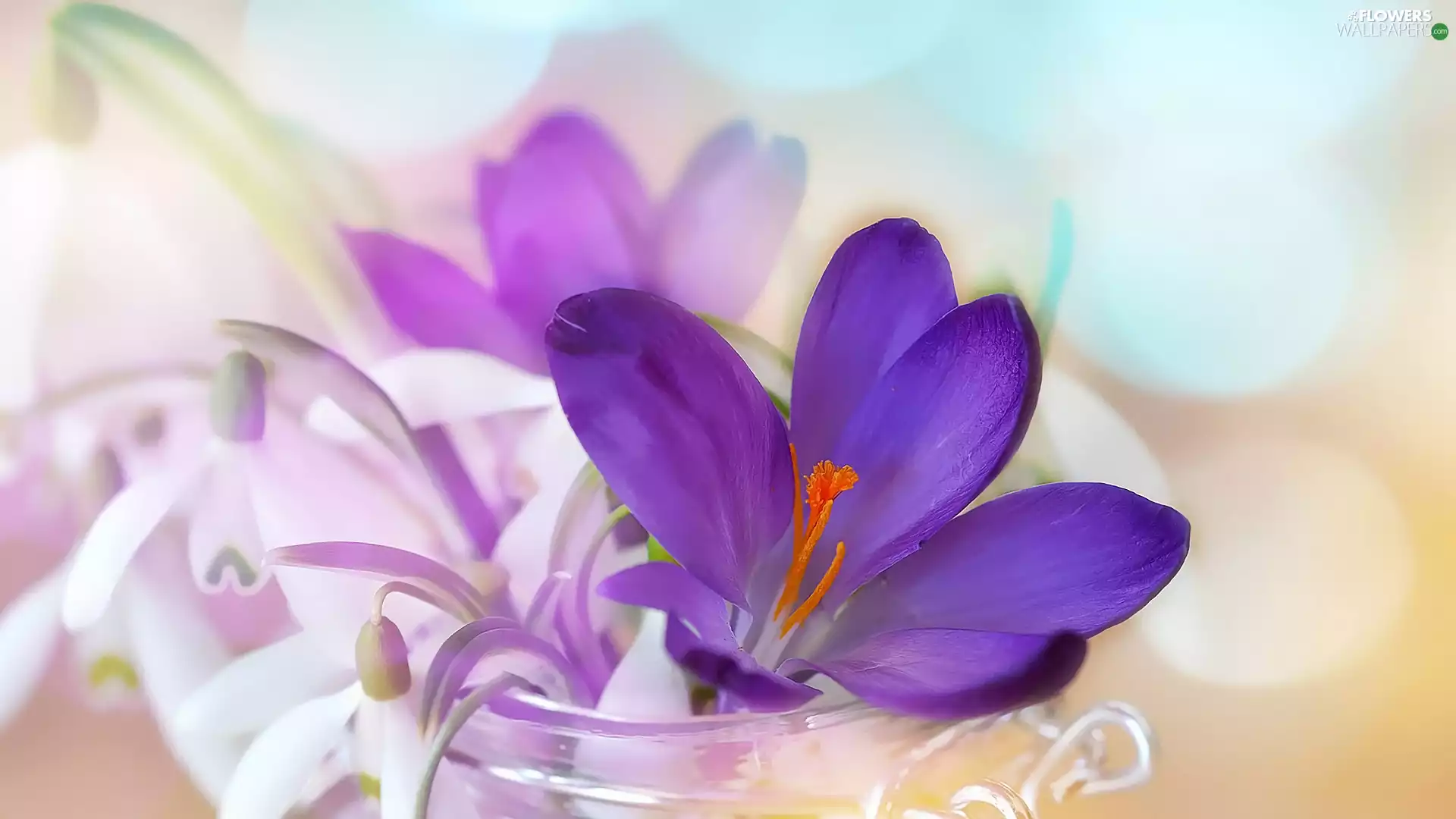 jar, Flowers, crocus