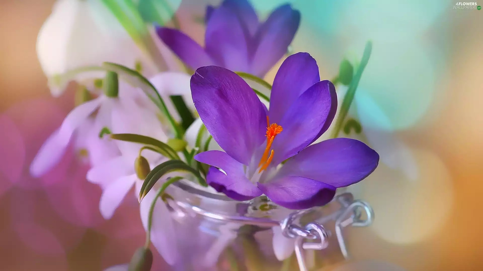 snowdrops, jar, Flowers, crocuses, bouquet