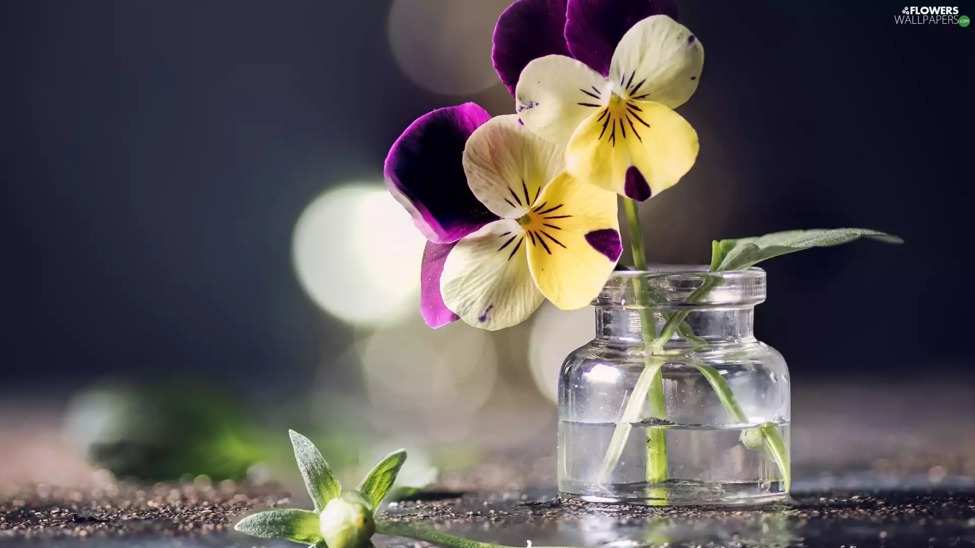 glass, Multicoloured, pansies, jar