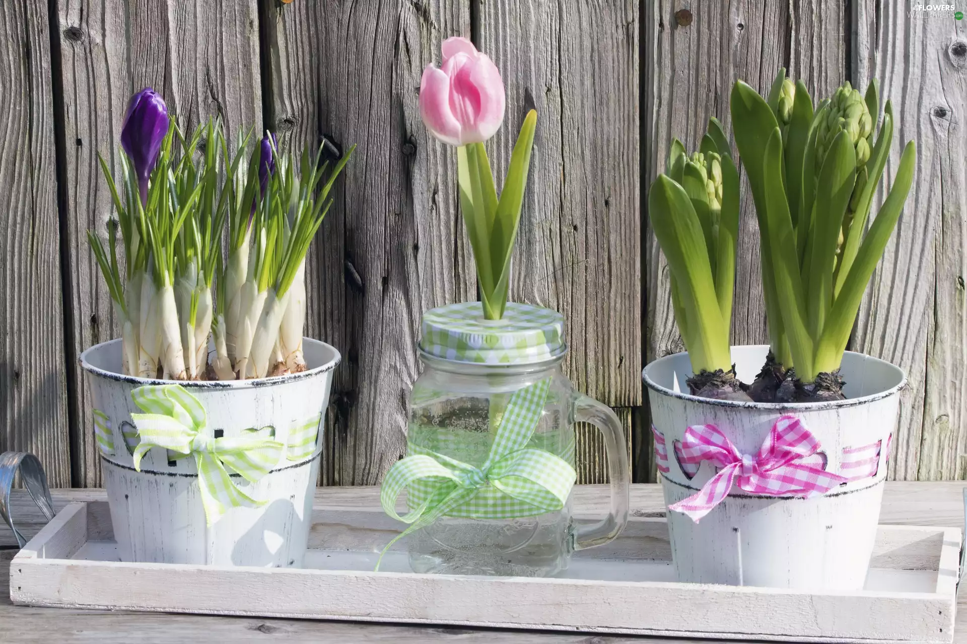 crocuses, composition, Buckets, jar, Hyacinths, tulip