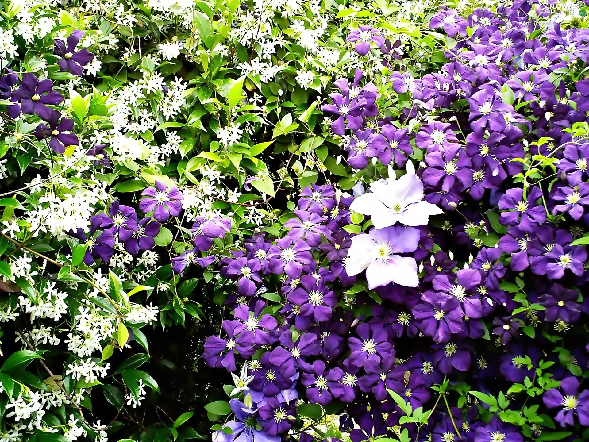 jasmine, Clematis
