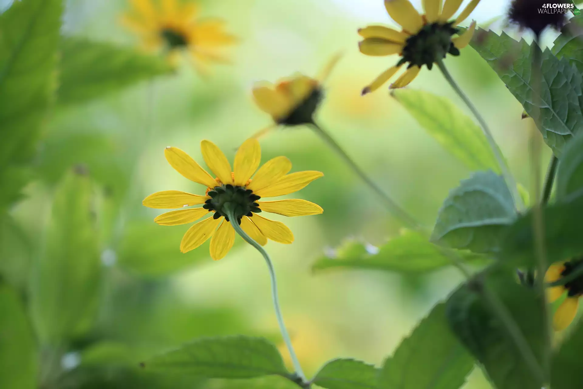 Yellow, Jerusalem Artichokes, Jerusalem artichoke, Colourfull Flowers