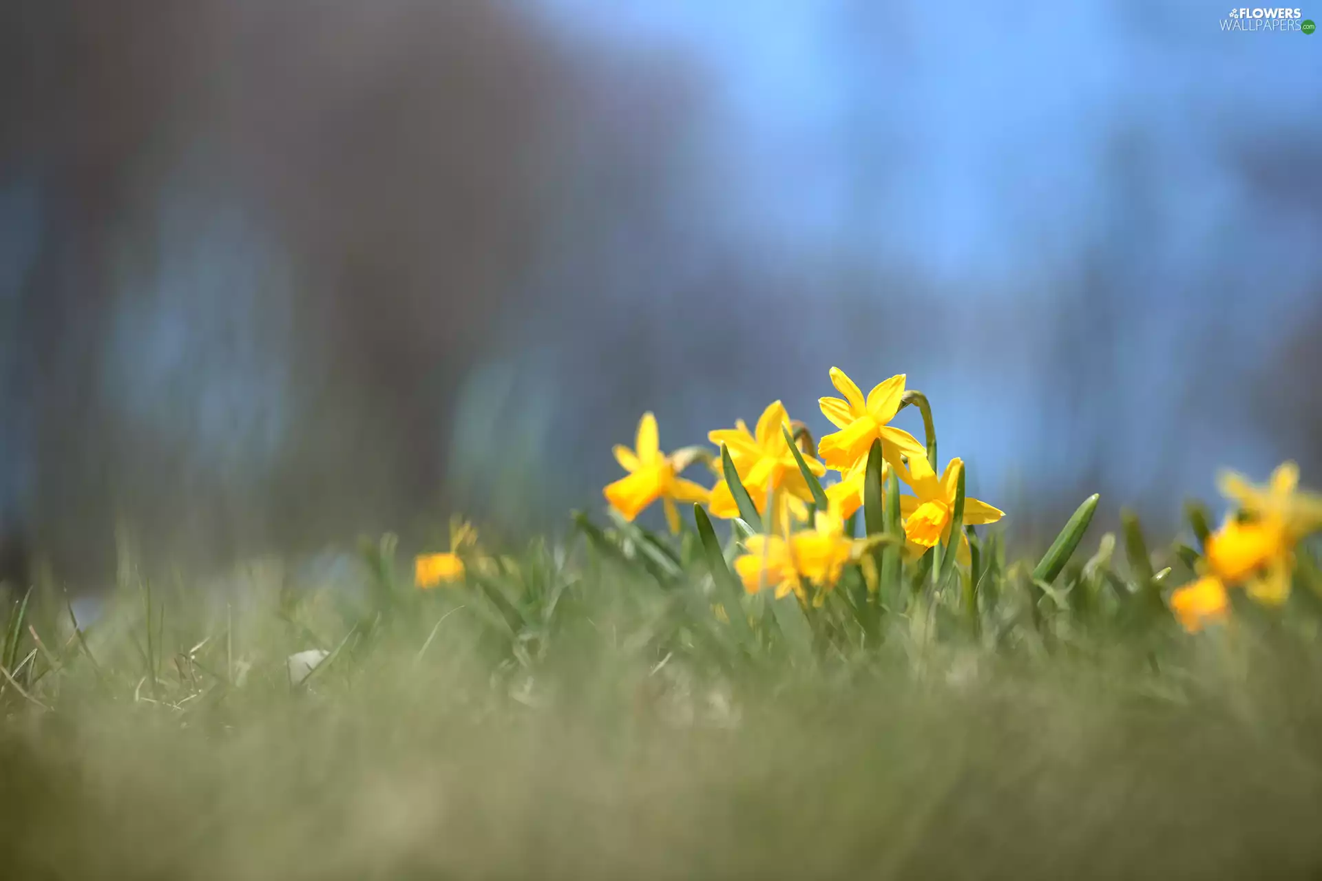 cluster, Yellow, Flowers, Jonquil