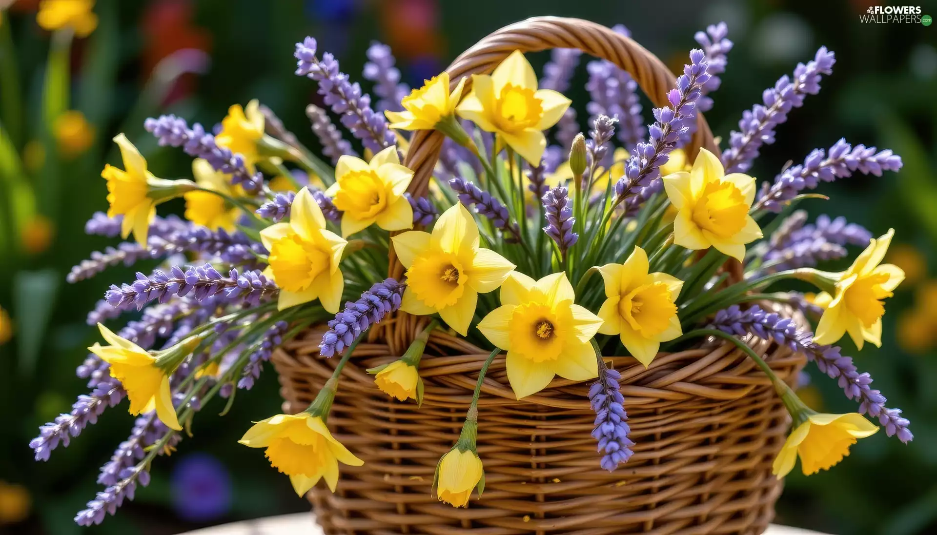 Flowers, lavender, basket, Jonquil