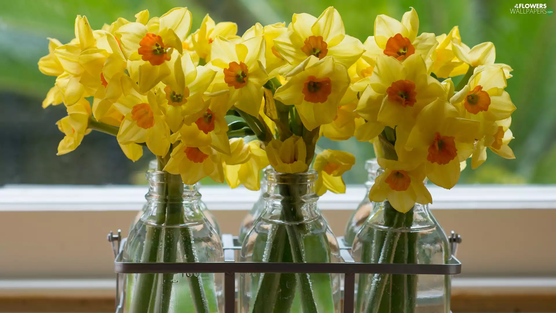 Flowers, glass, Bottles, Jonquil