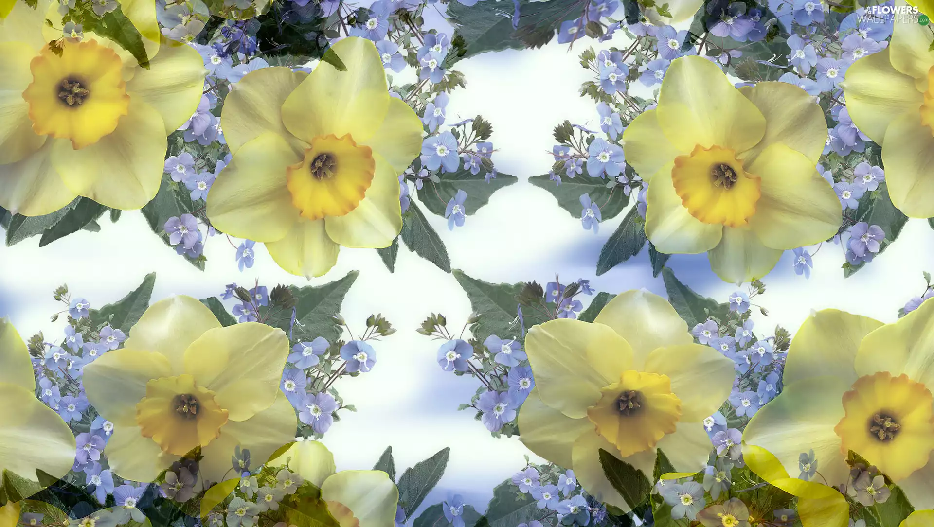 Flowers, speedwell, graphics, Jonquil