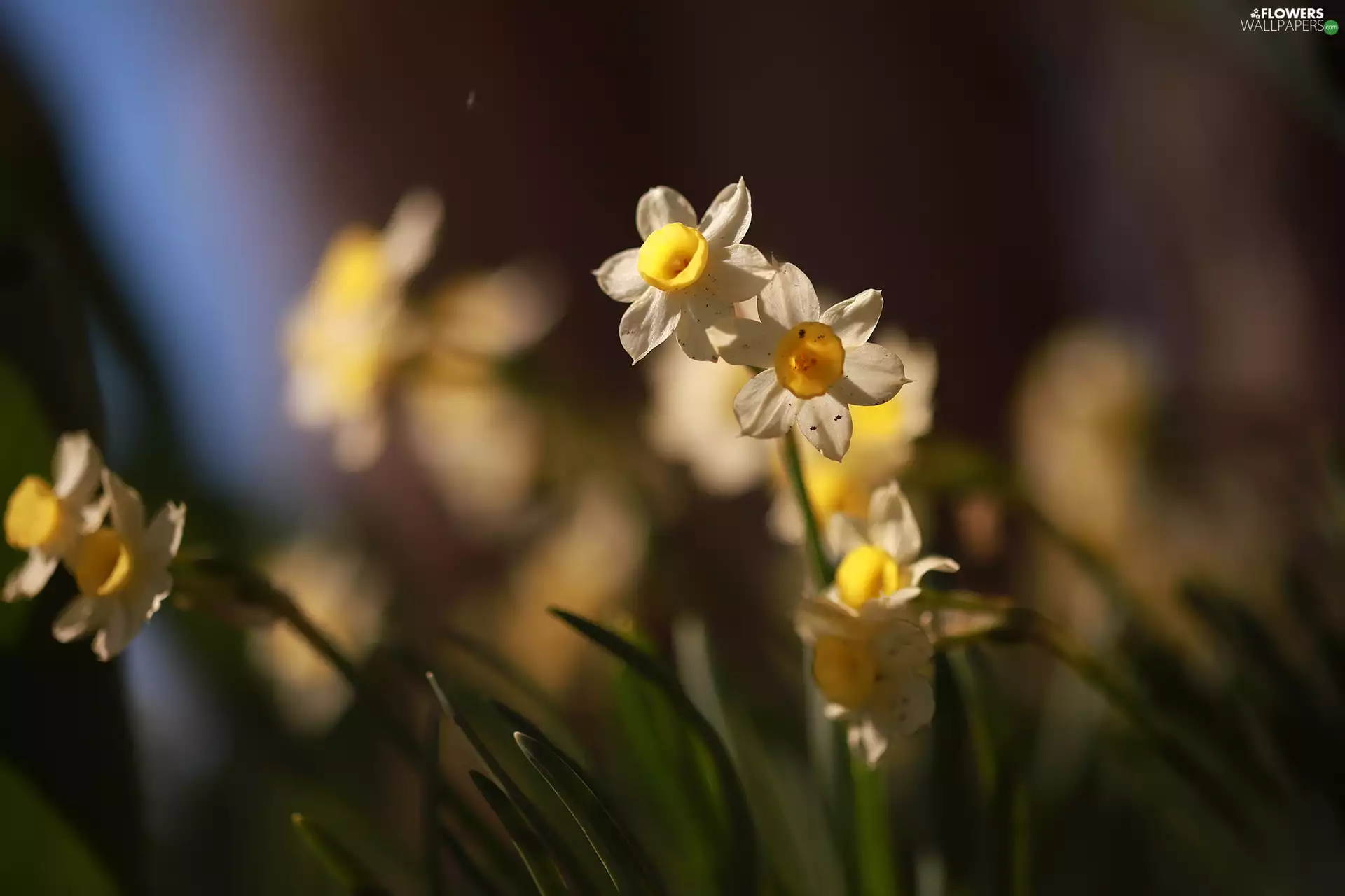 Flowers, Yellow, rapprochement, Jonquil