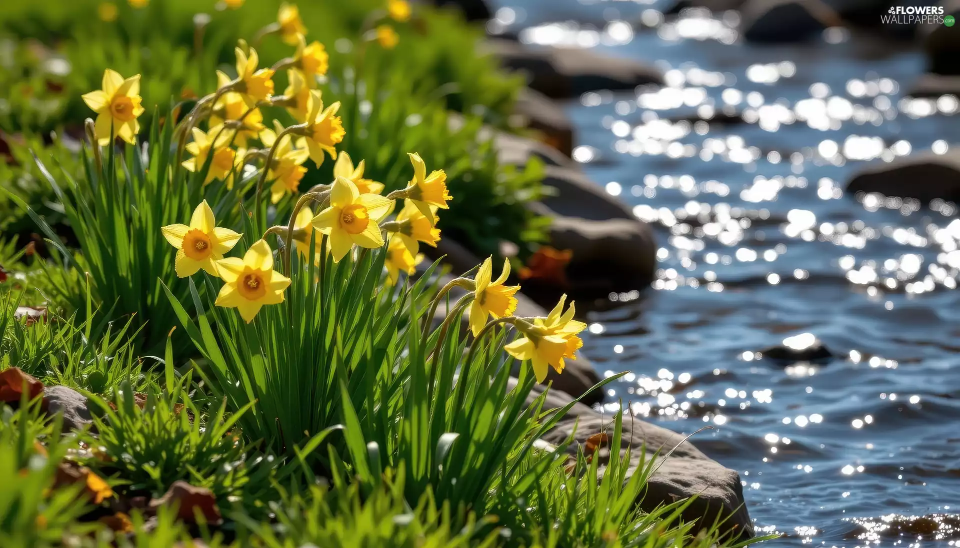 Flowers, grass, River, Jonquil