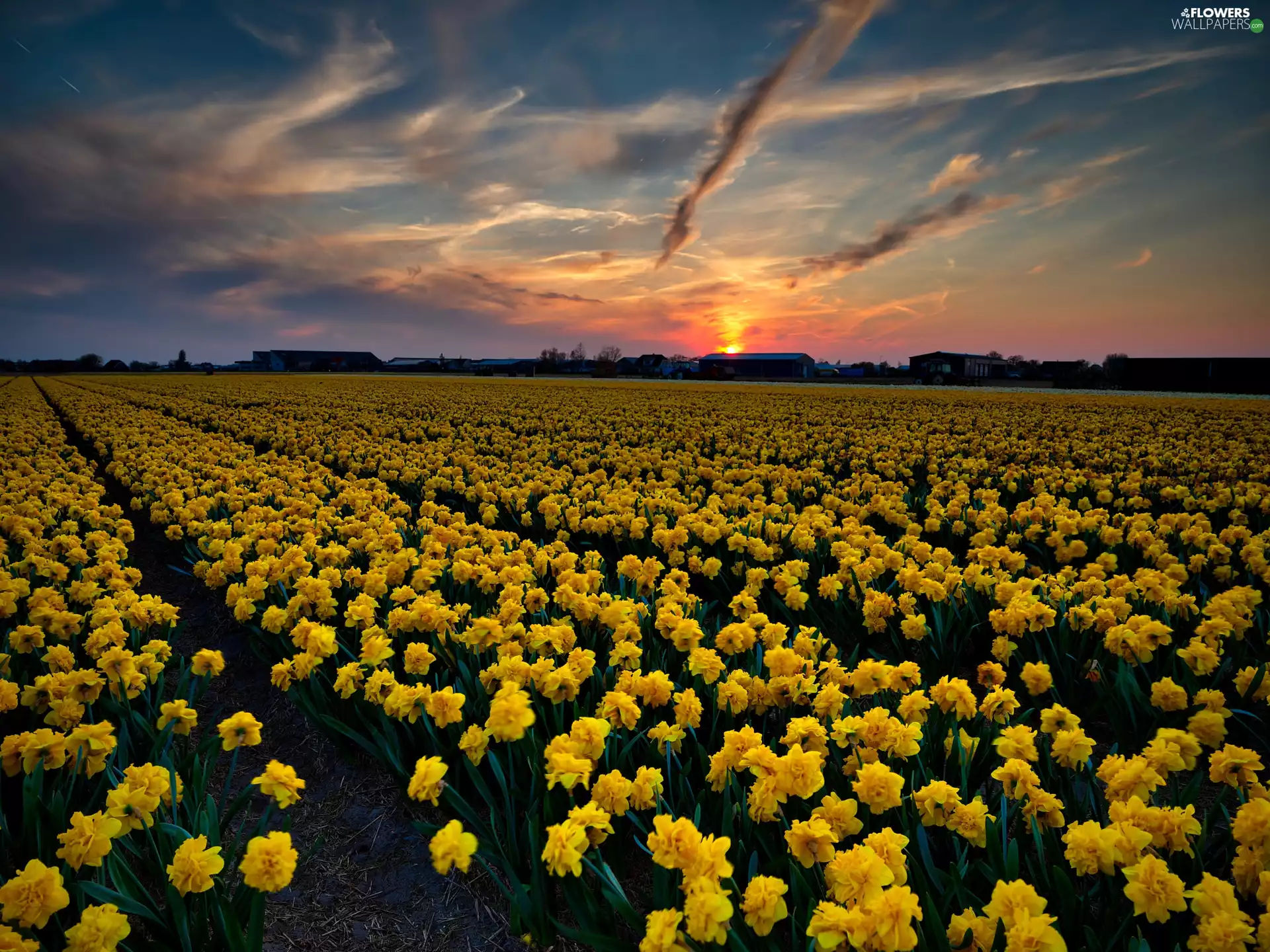 Field, Jonquil, Great Sunsets, Flowers