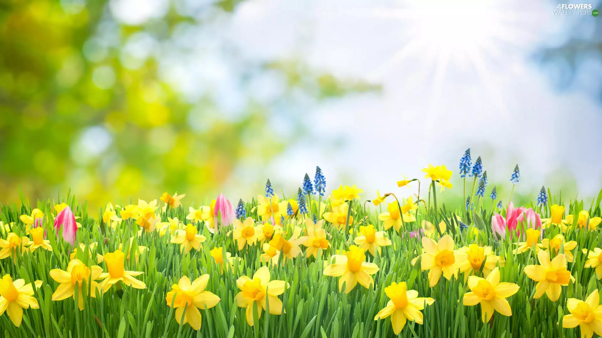 Jonquil, rays of the Sun, Tulips, Flowers, Meadow, Muscari, 2D