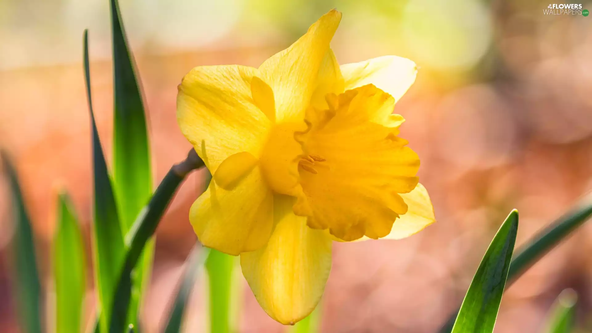 Jonquil, rapprochement