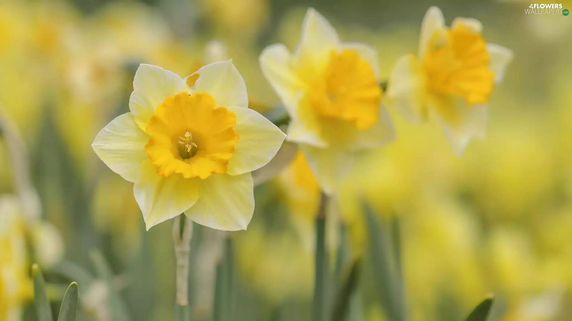 Jonquil, rapprochement