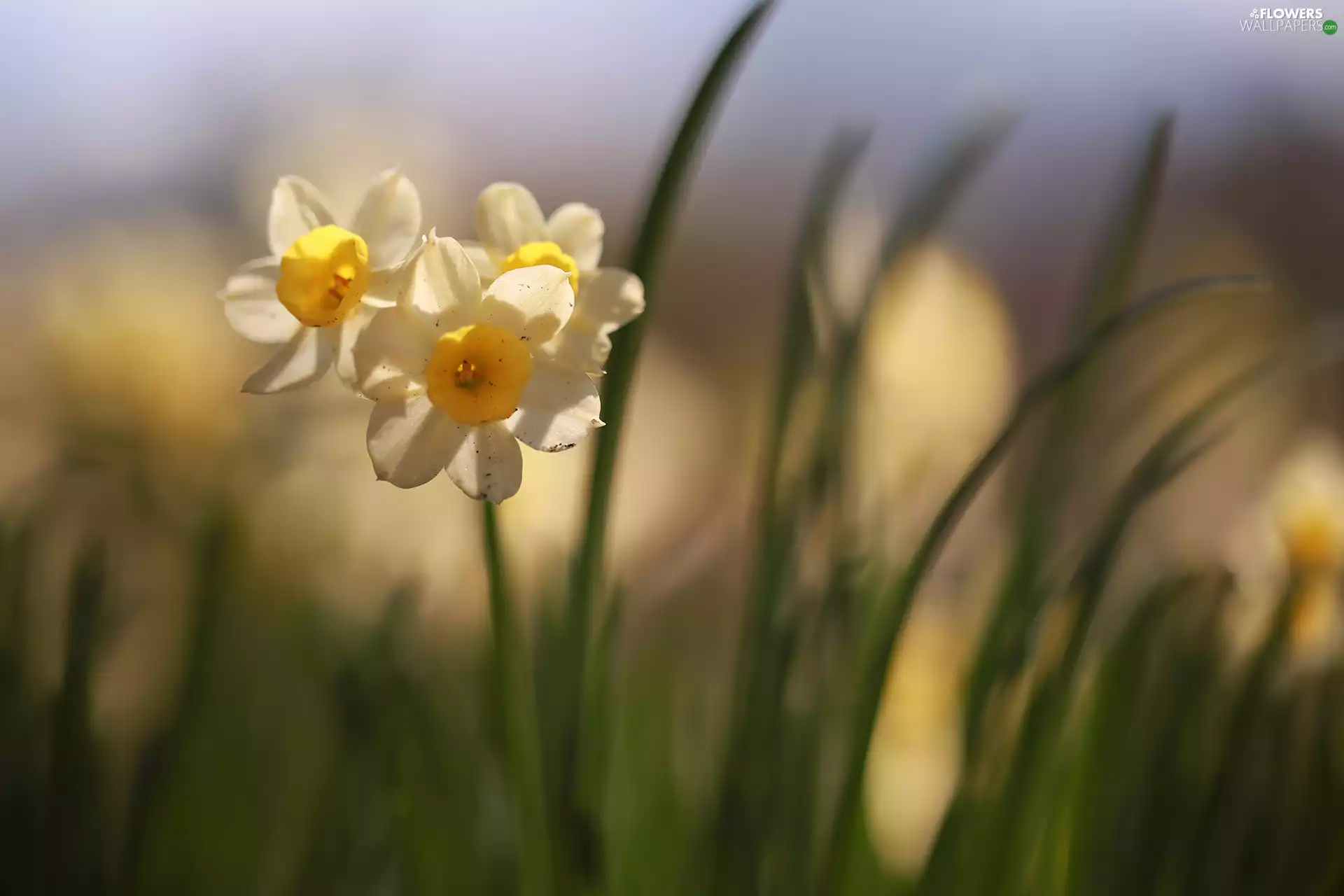 Three, Flowers, Yellow, Jonquil
