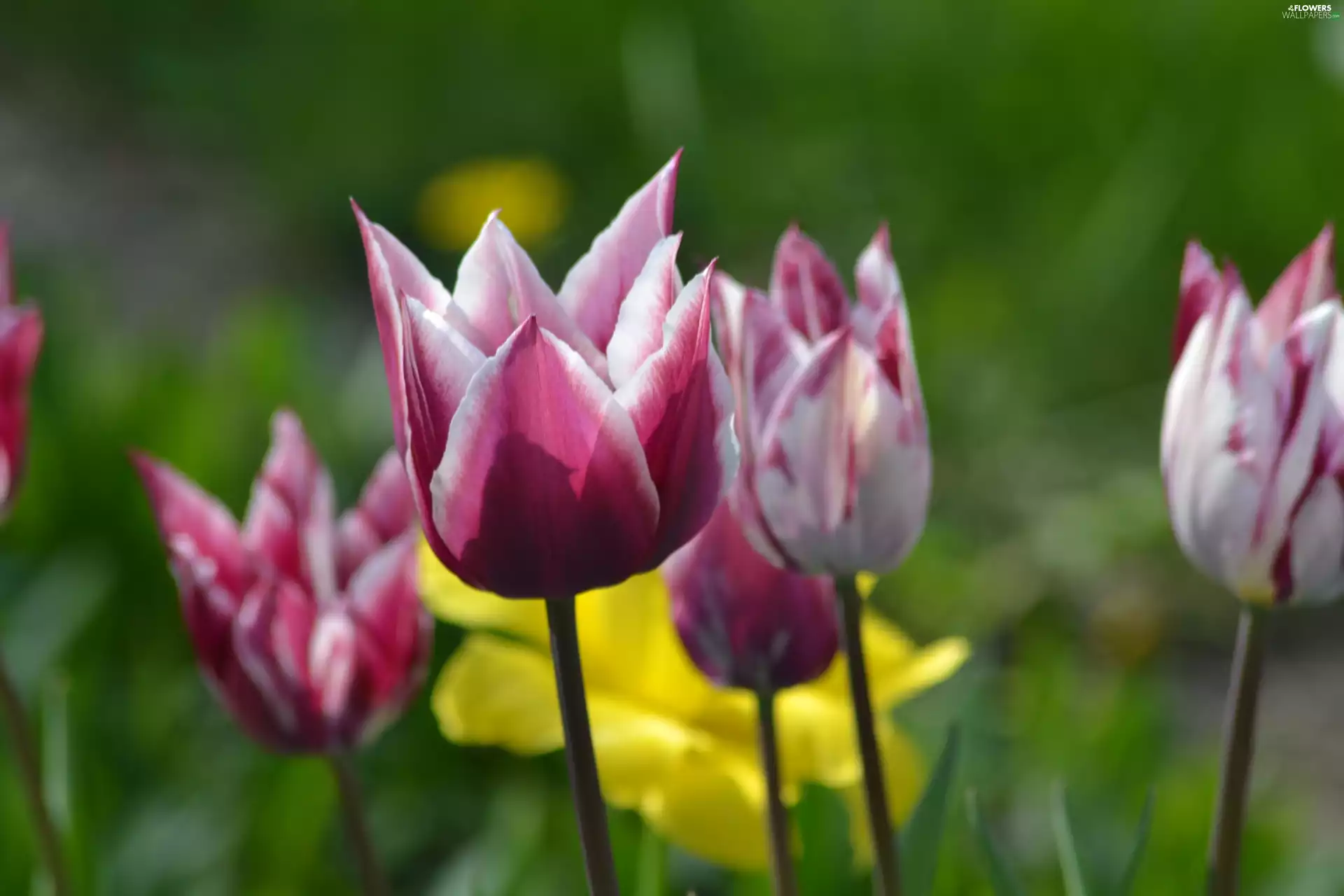 Tulips, jonquil