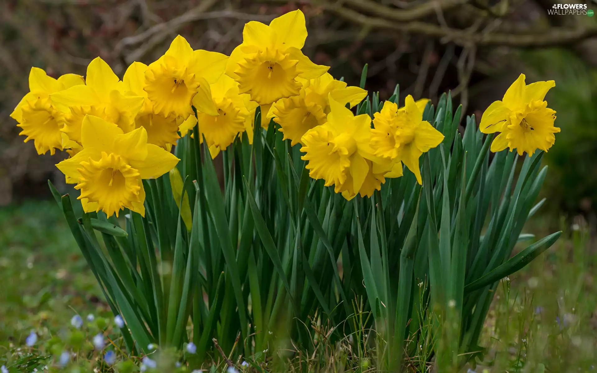 Jonquil, Flowers, Yellow