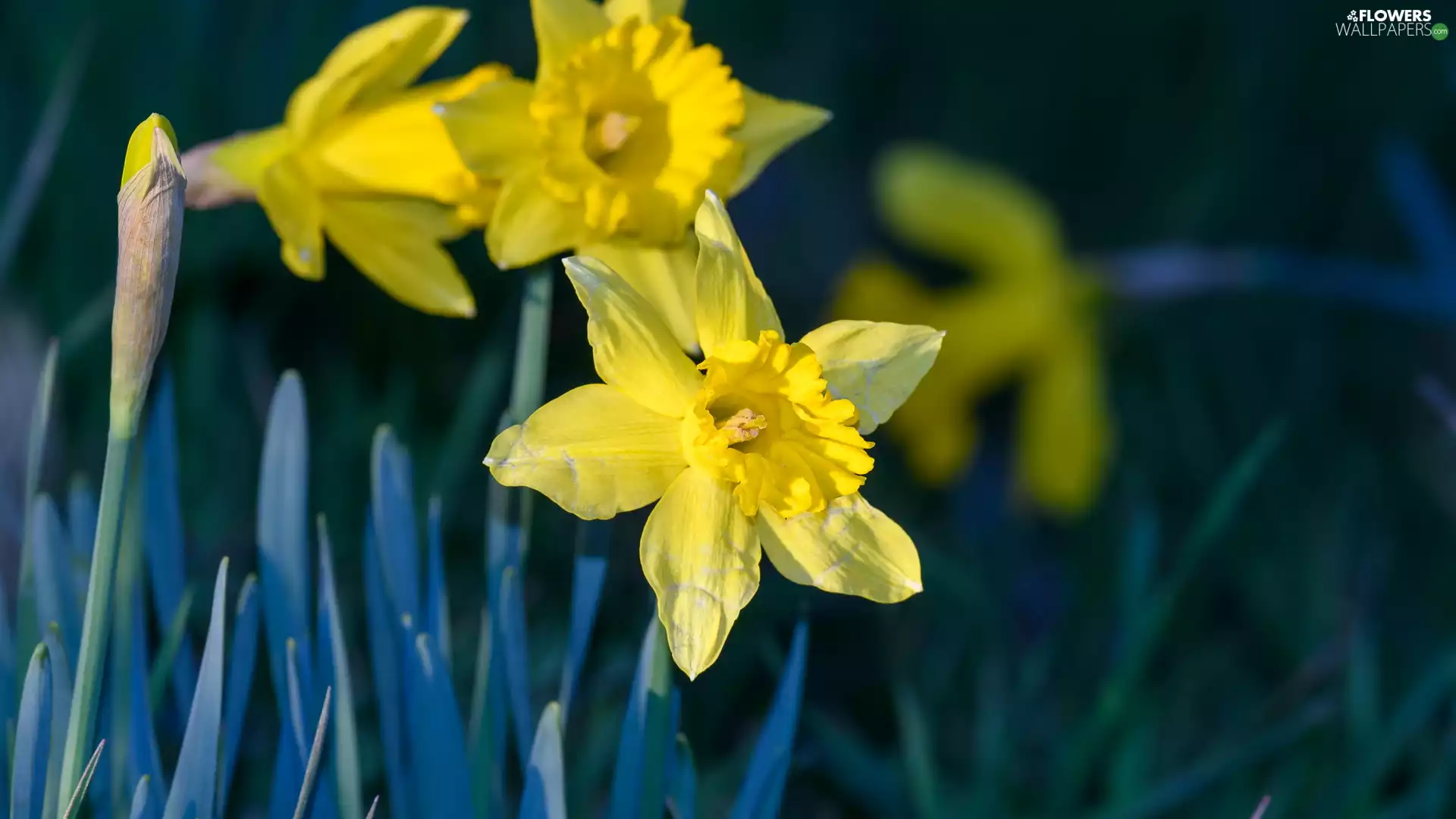 Yellow, Flowers, rapprochement, Jonquil