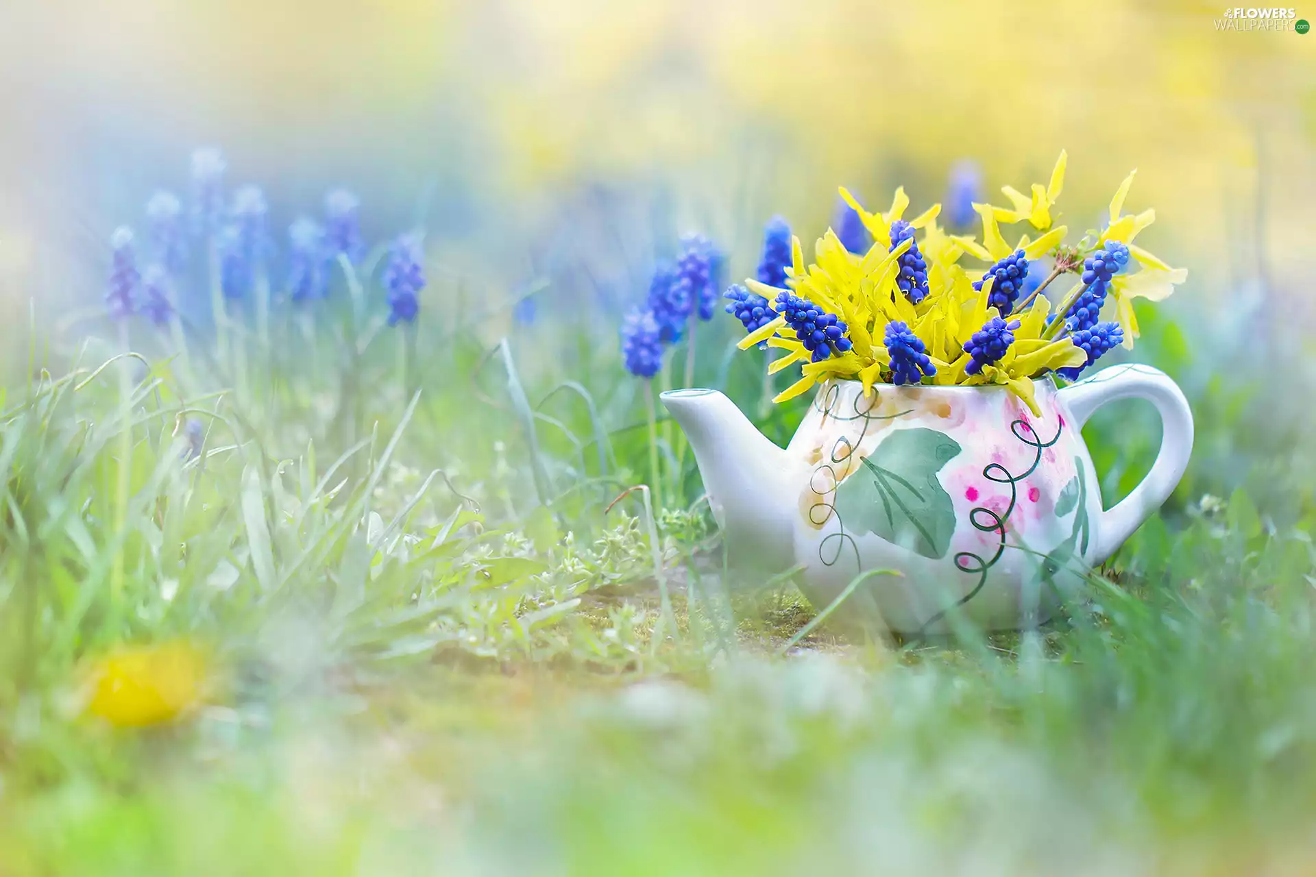 decoration, Muscari, jug, forsythia