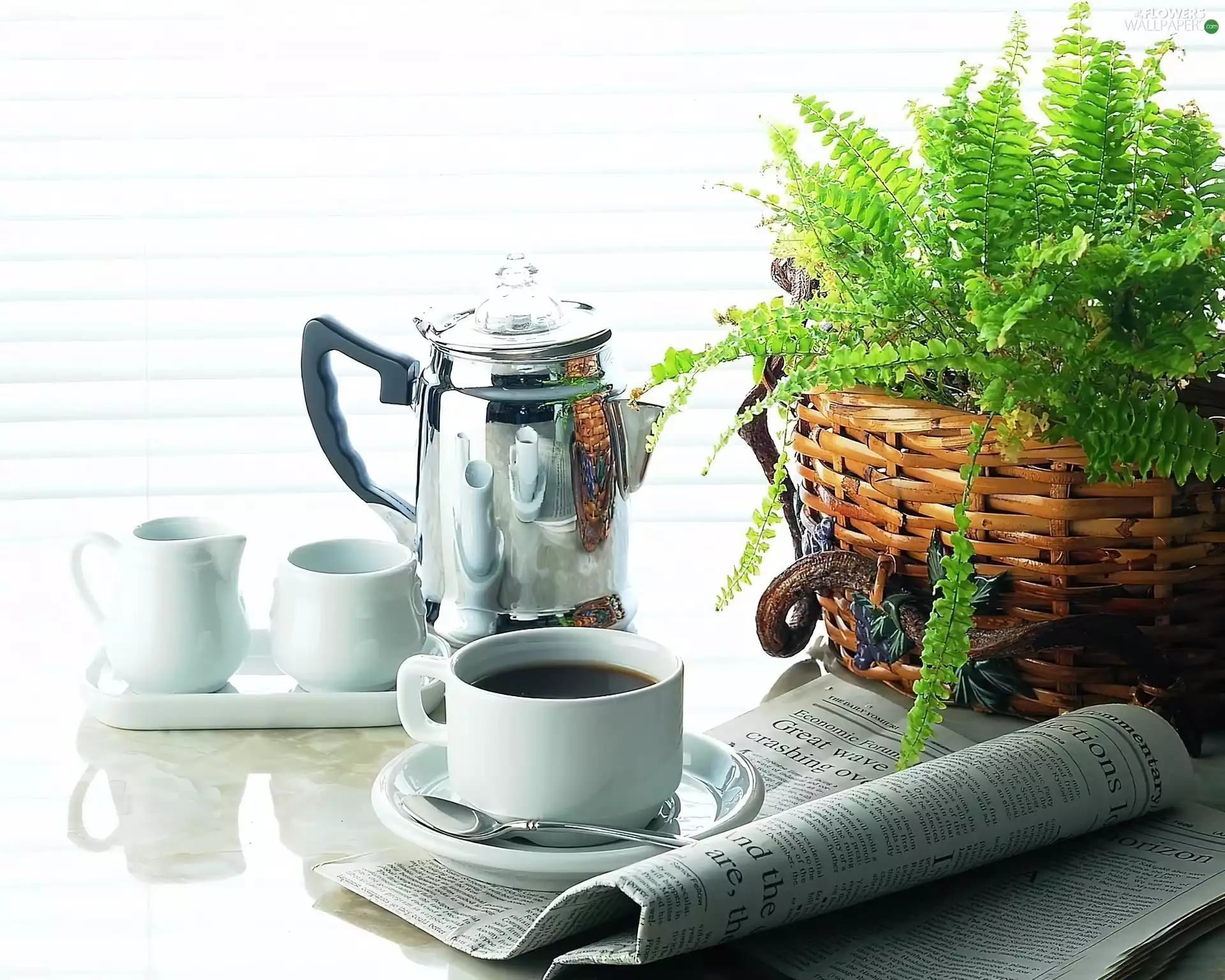 polypody, cups, coffee, jug