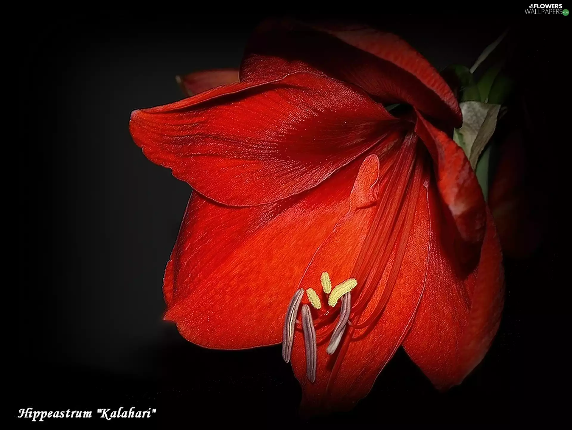 Kalahari, Red, amaryllis