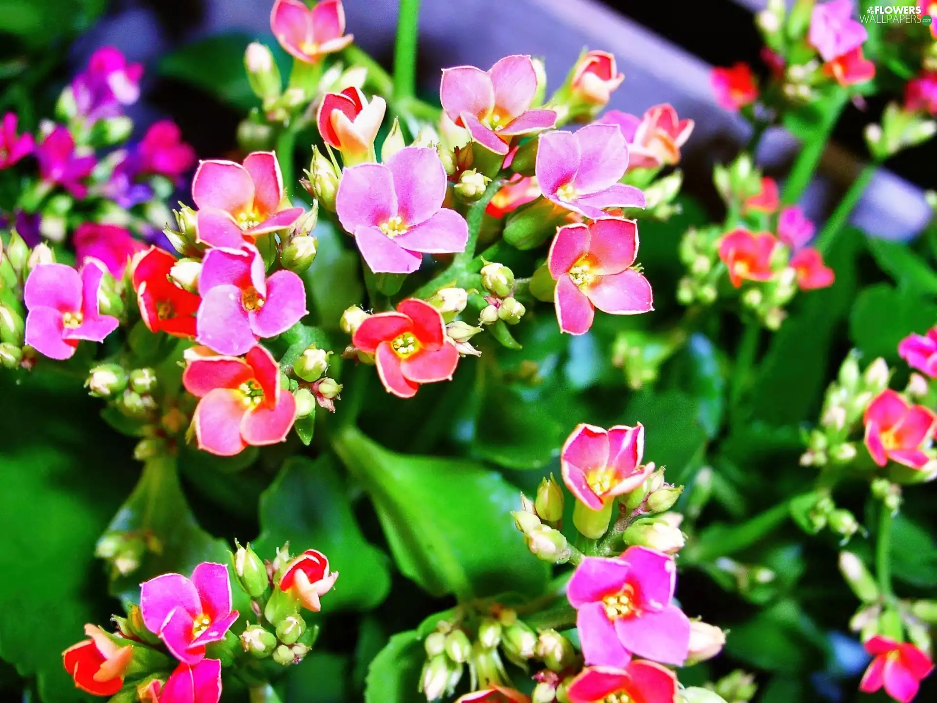 Kalanchoe