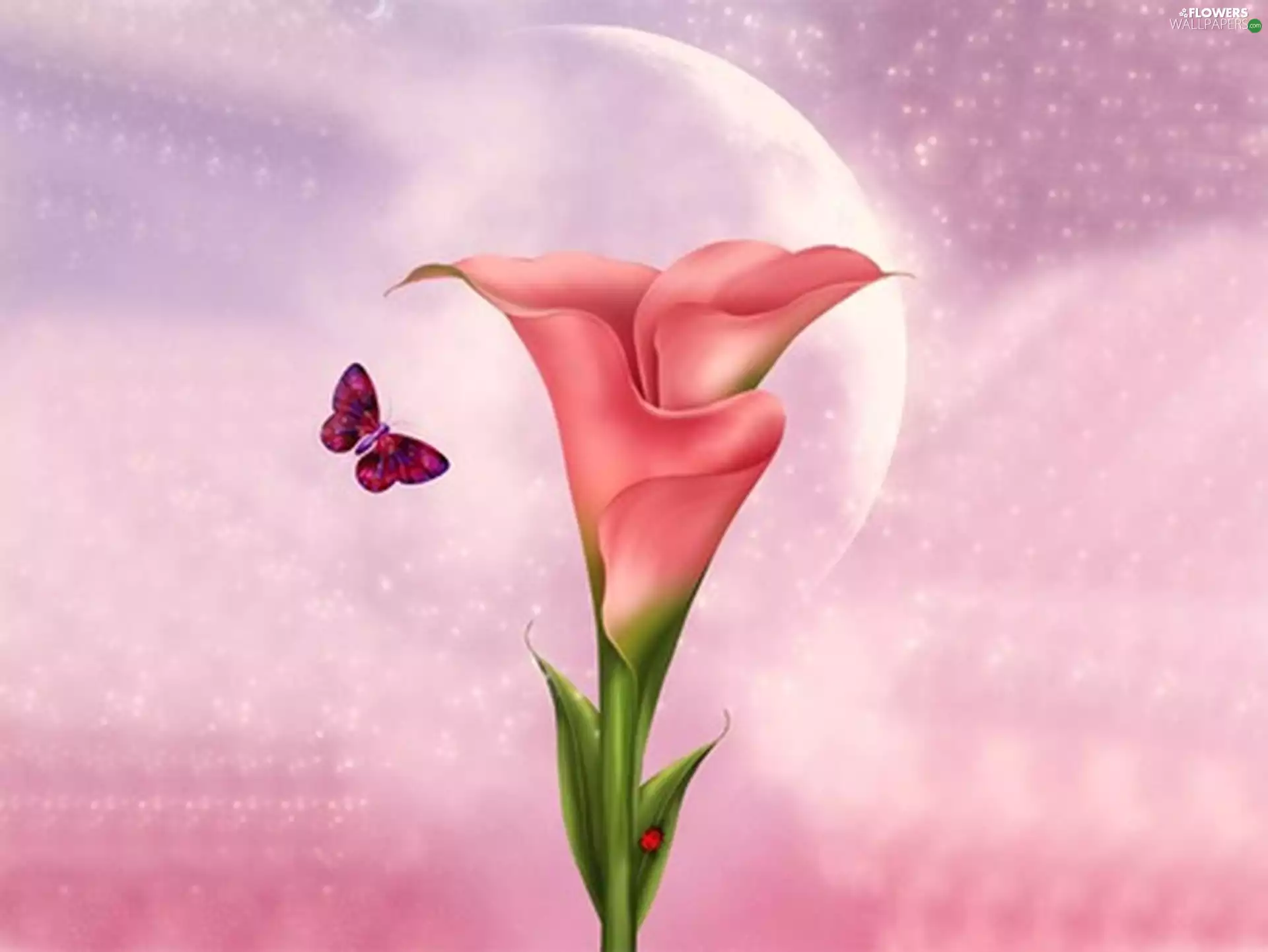 butterfly, Colourfull Flowers, Kalia