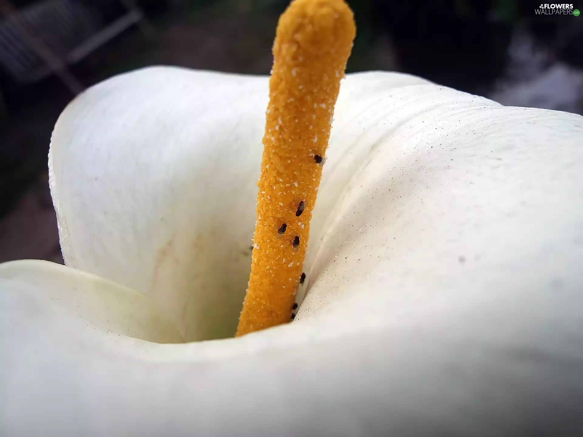 White, Kalia, Close, Colourfull Flowers