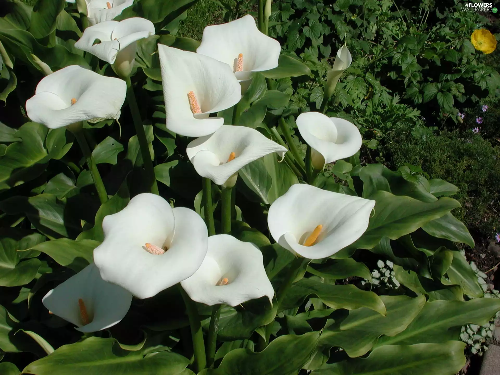 Kalia, White, Flowers