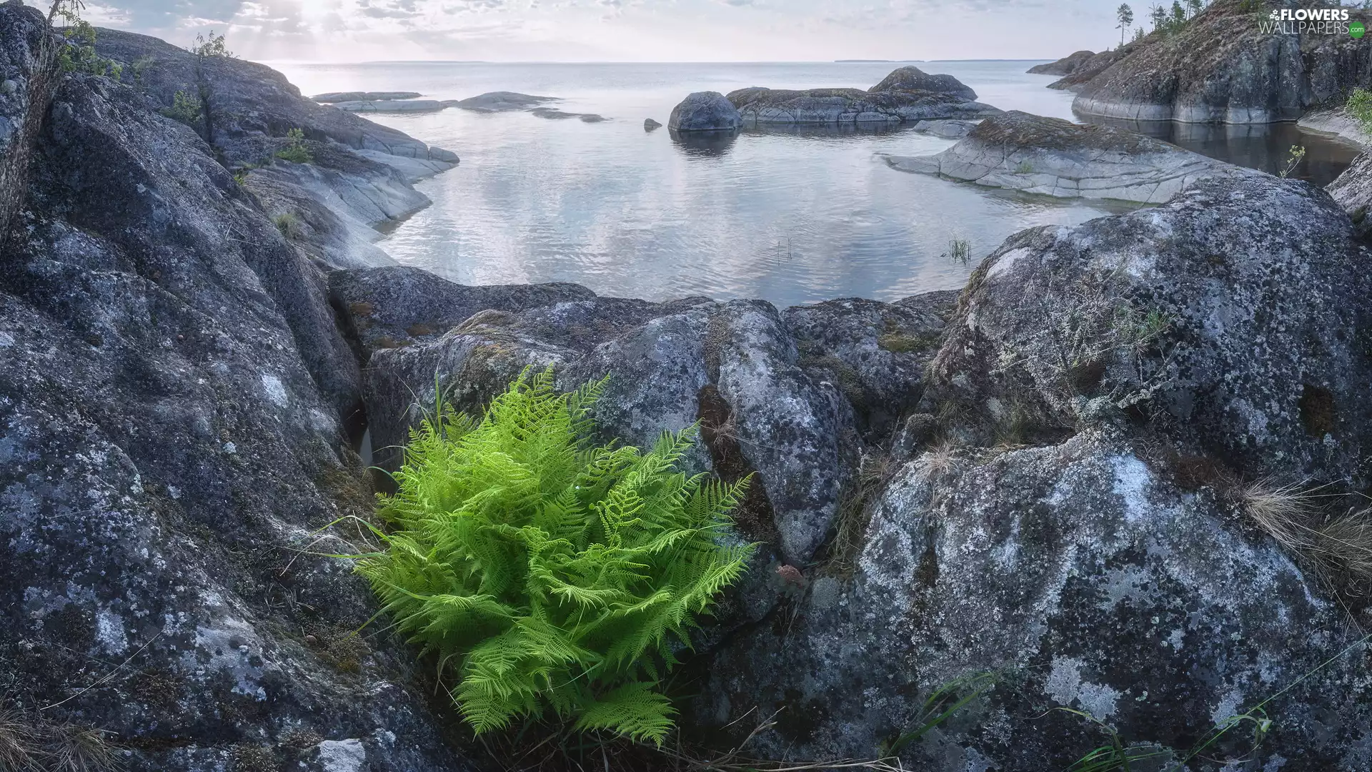Green, Lake Ladoga, Karelia, Russia, Fern, rocks