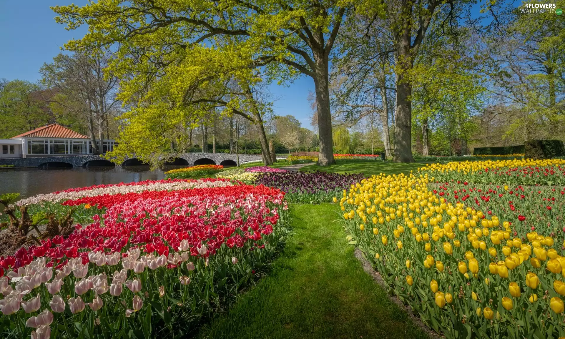 Flowers, Spring, River, Tulips, trees, Netherlands, Keukenhof, Park, Garden, viewes, bridge