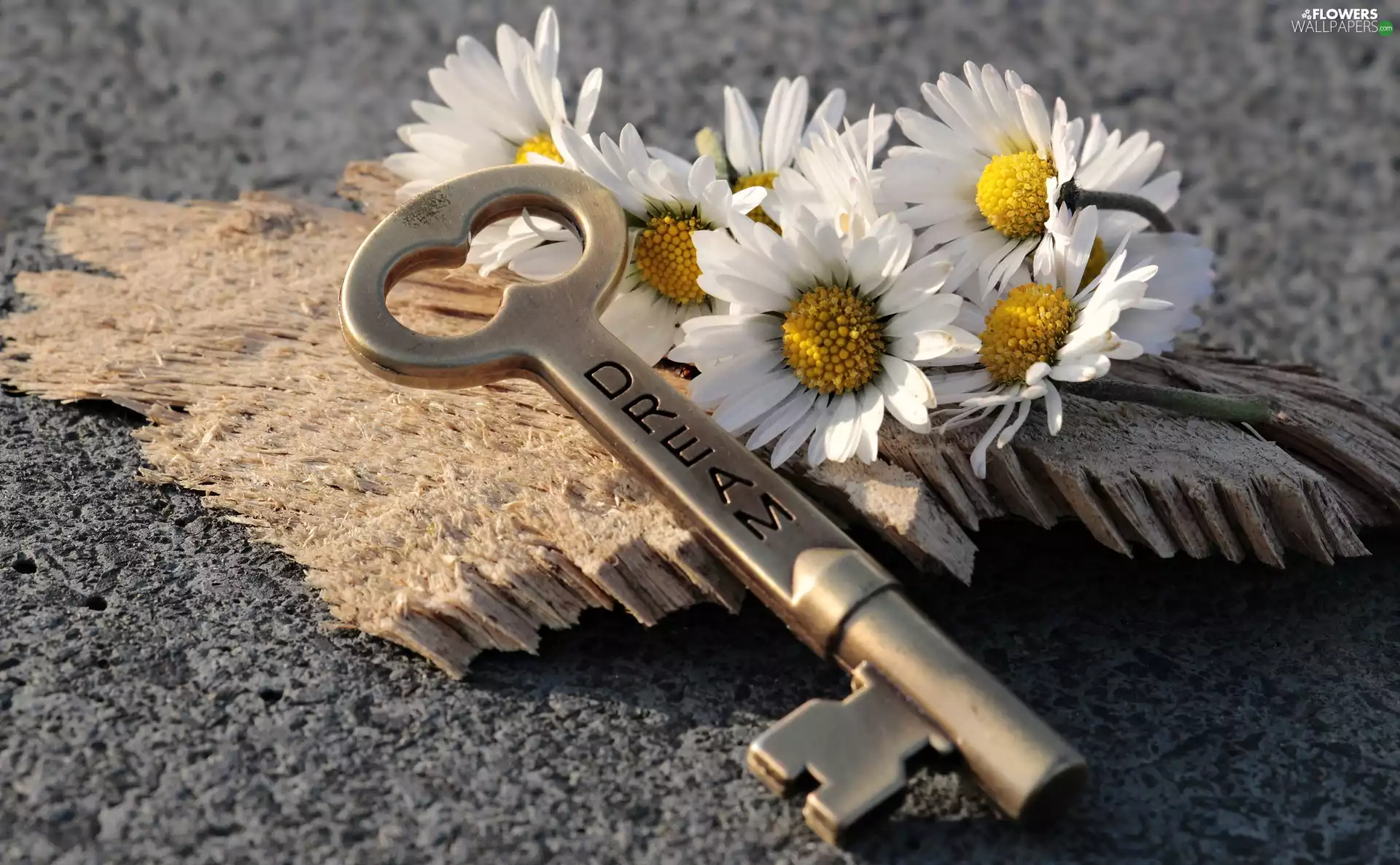 Key, Flowers, daisies