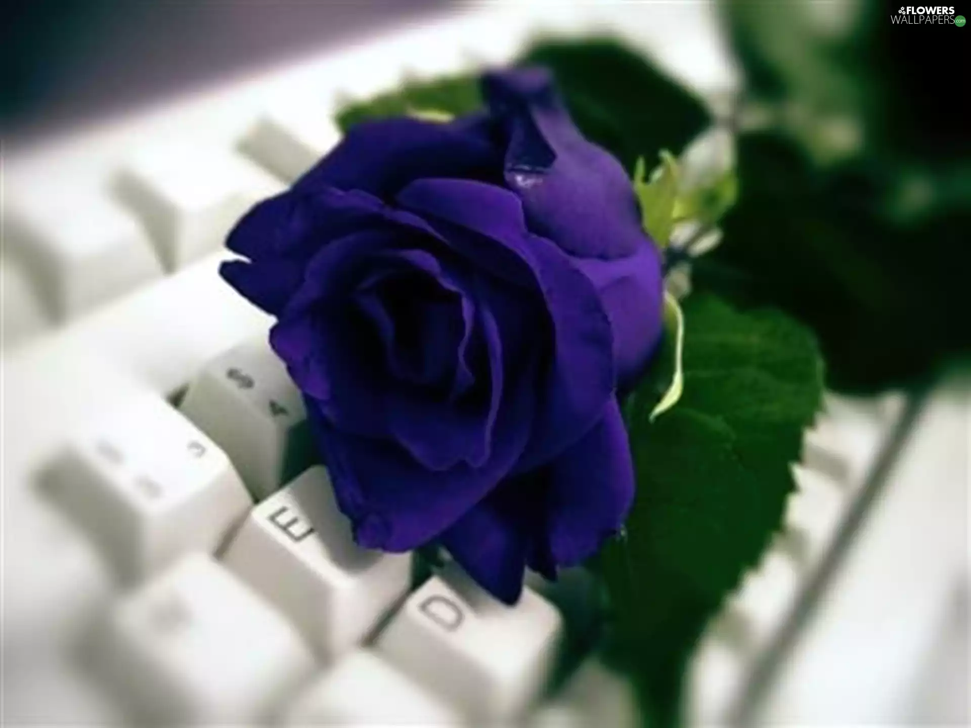 keyboard, Blue, rose