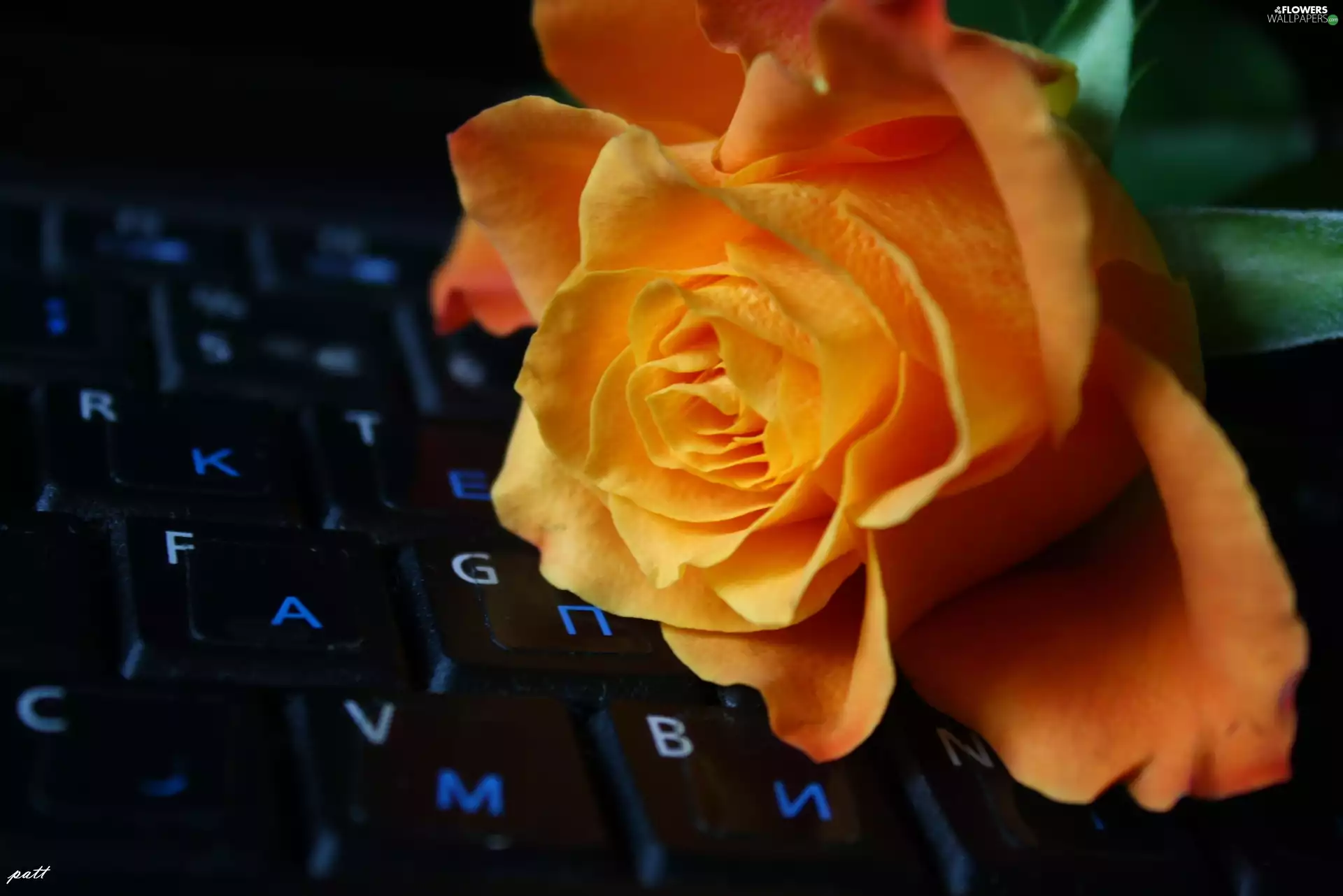 keyboard, Orange, rose