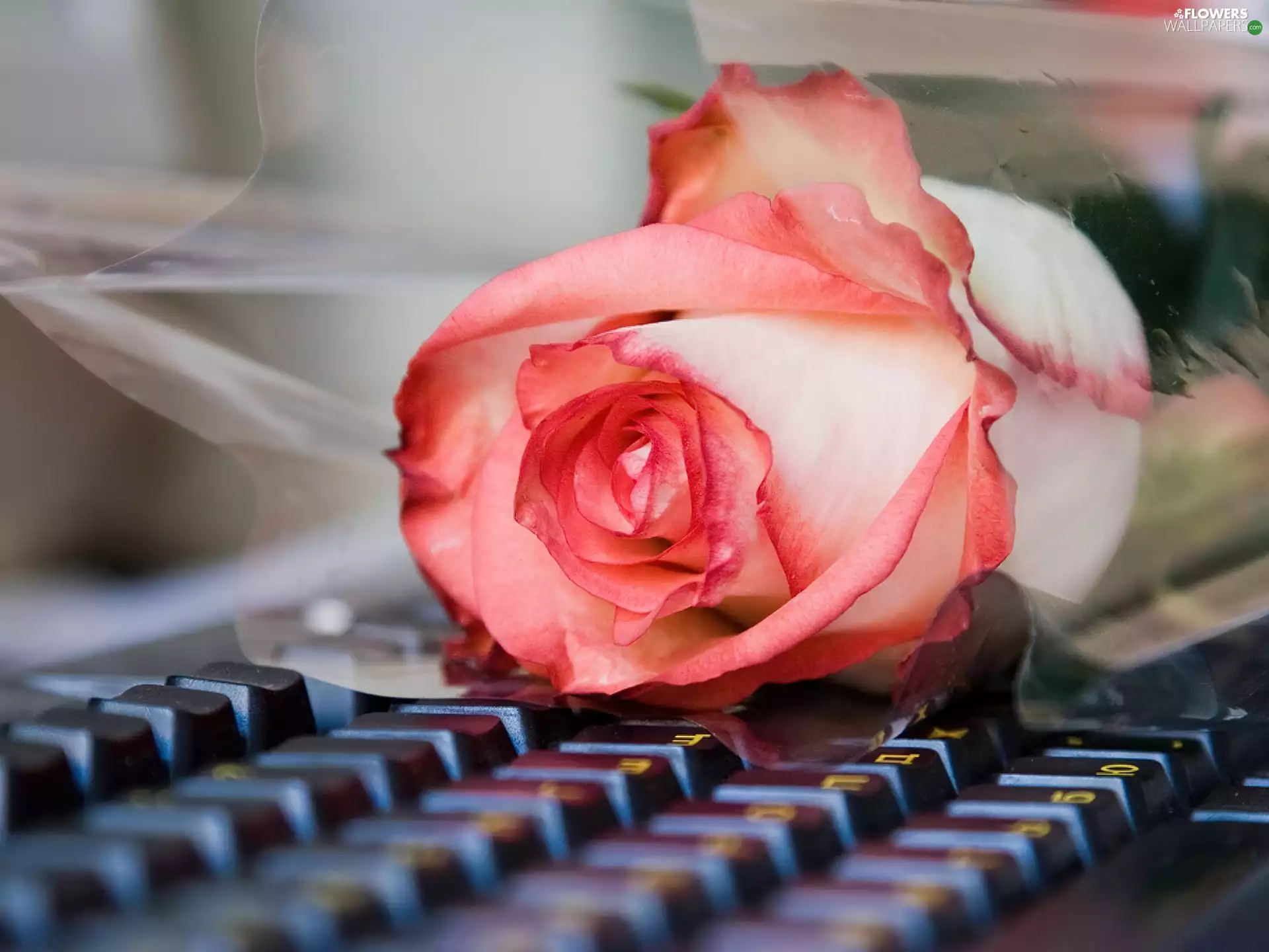 rose, keyboard