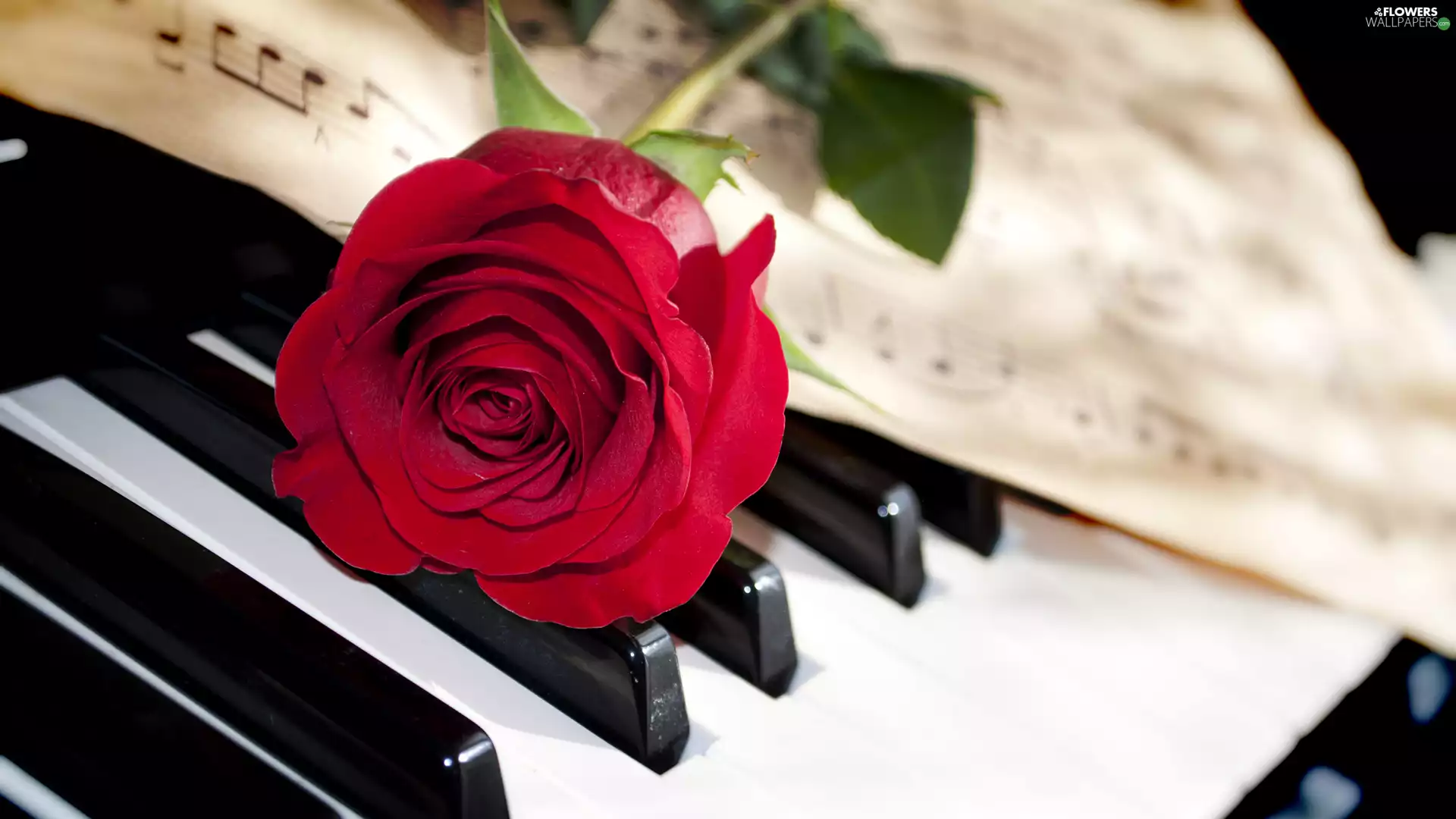 rose, keys, musical notes, Piano