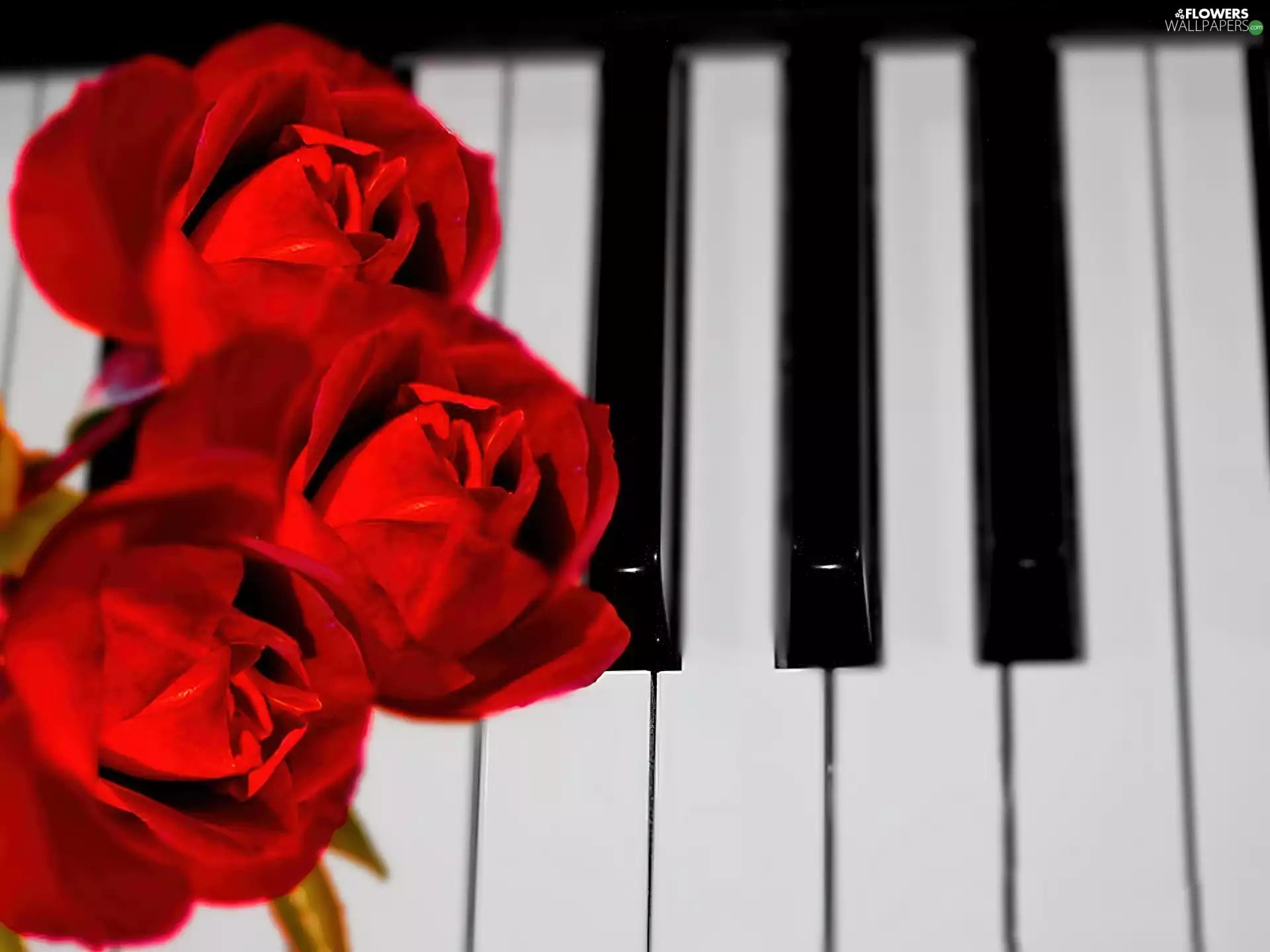 keys, Red, roses