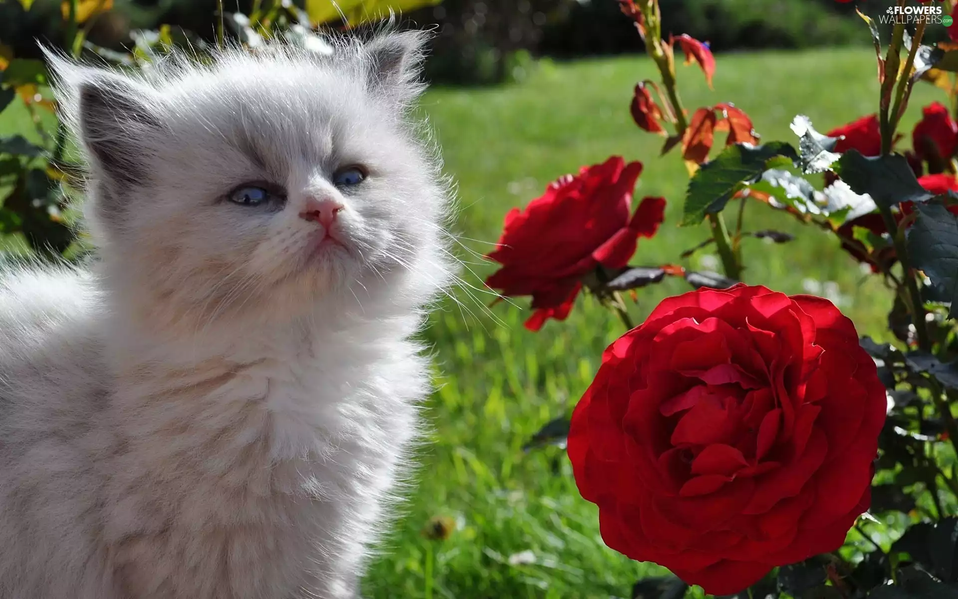 Gray, Red, roses, kitten