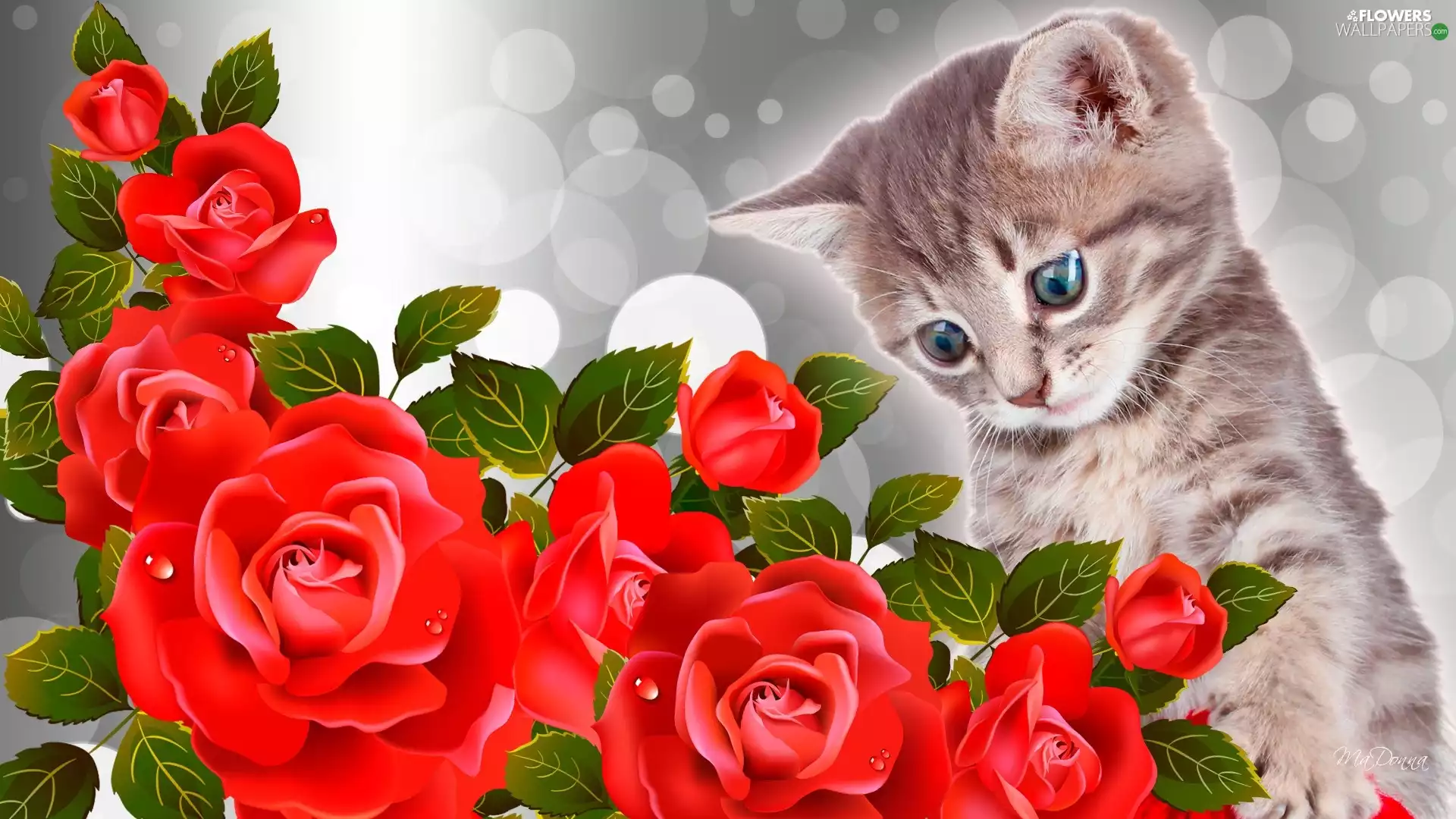 kitten, roses