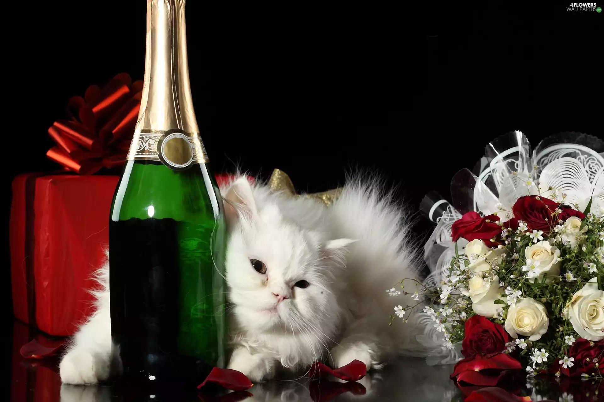 White, bouquet, Champagne, kitten