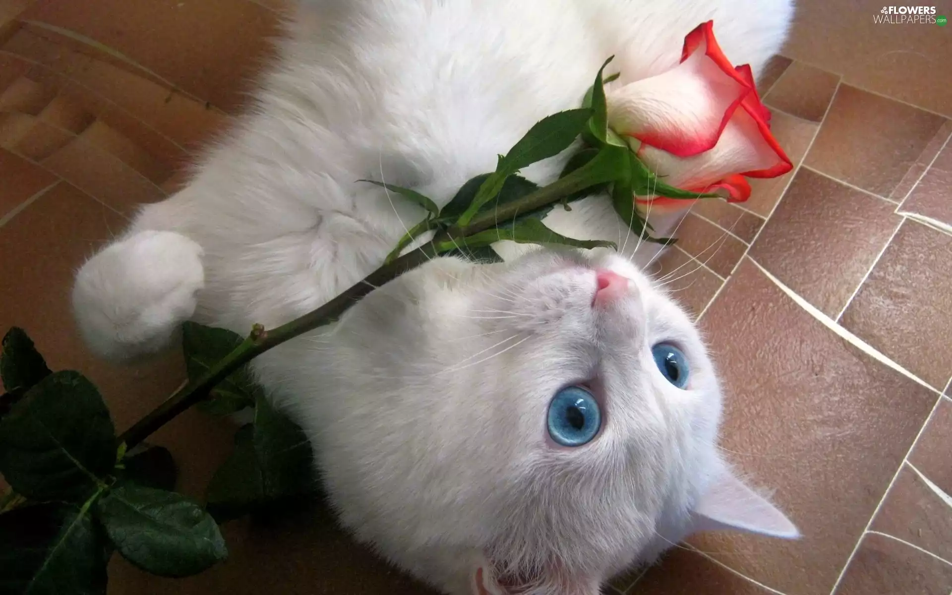 White, rose, play, kitten