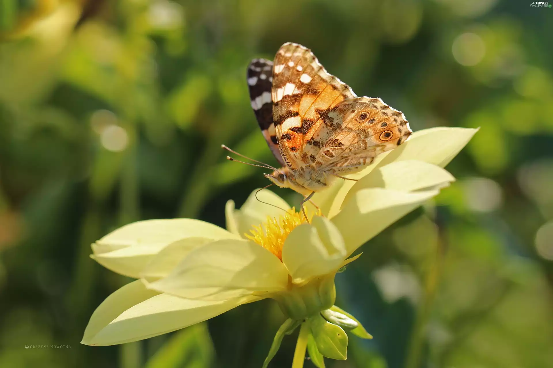 Flowers, Dalia, Painted Lady, Insect, butterfly