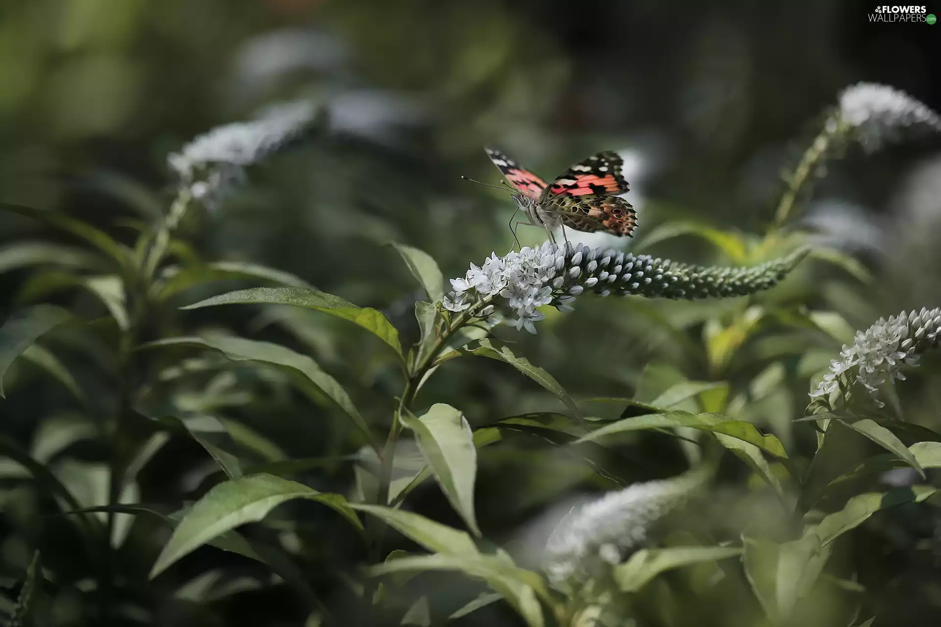 Flowers, Buddleia, Painted Lady, White, butterfly