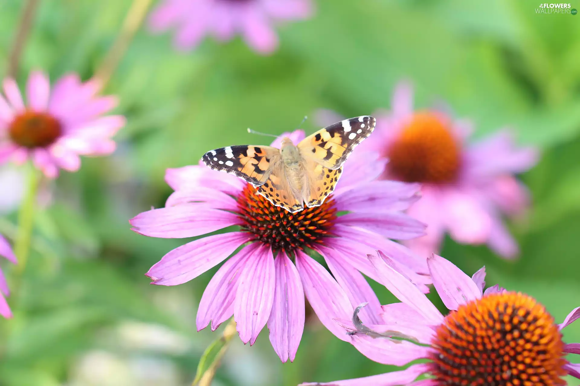 Painted Lady, Flowers, echinacea, butterfly