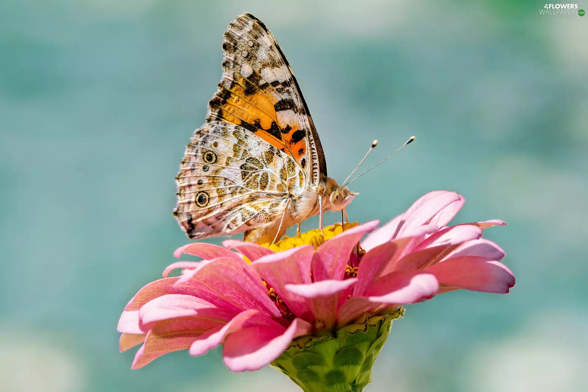 Pink, zinnia, Painted Lady, Colourfull Flowers, butterfly
