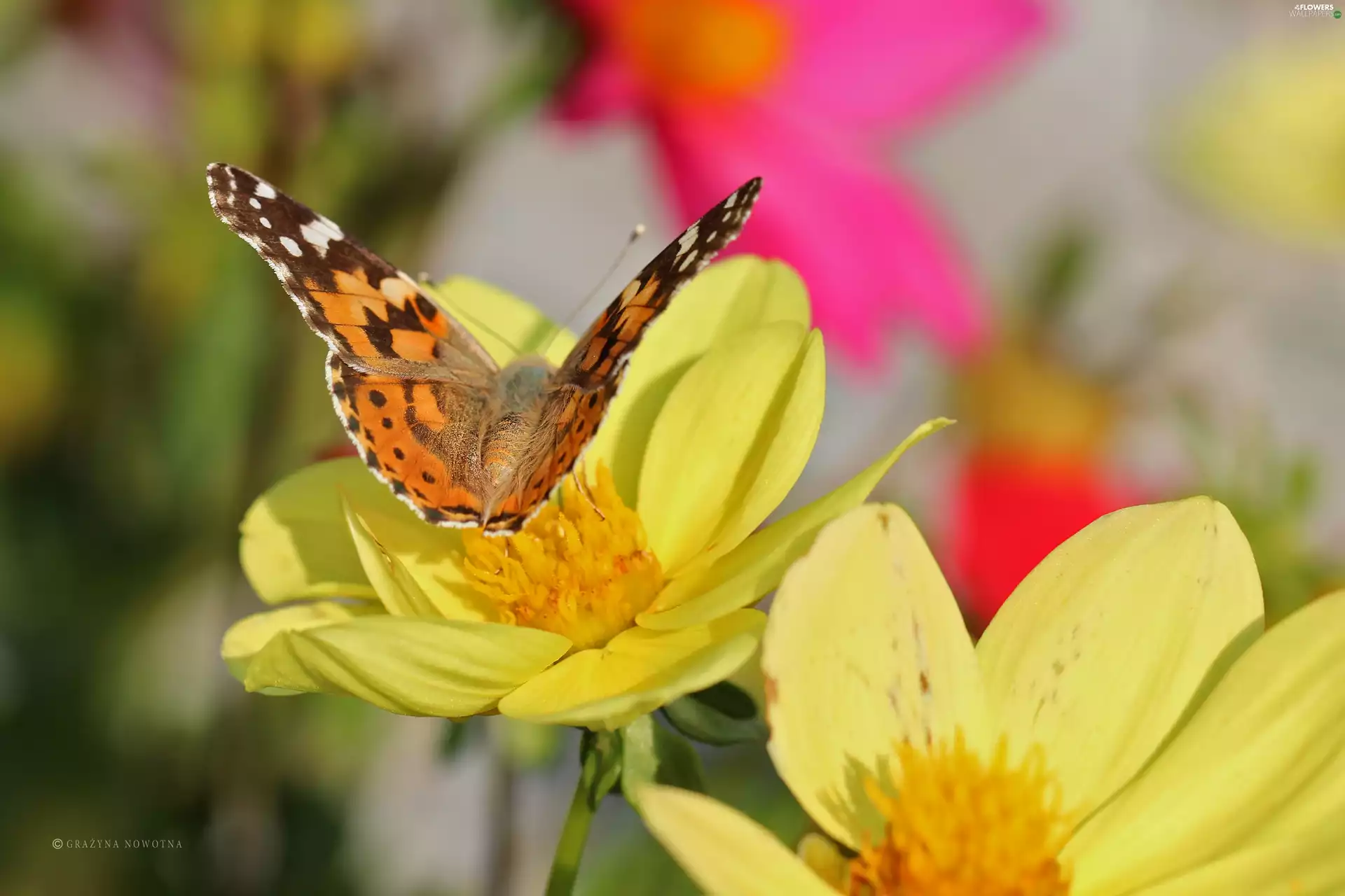 Painted Lady, Yellow, dahlias, butterfly