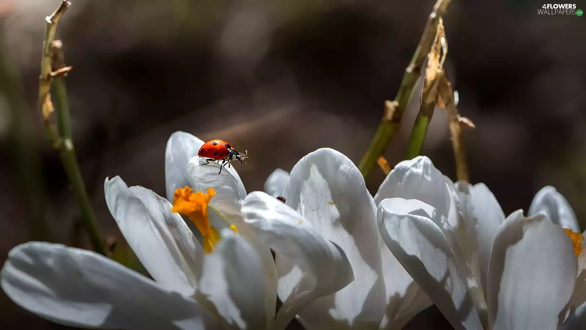 ladybird, White, crocuses