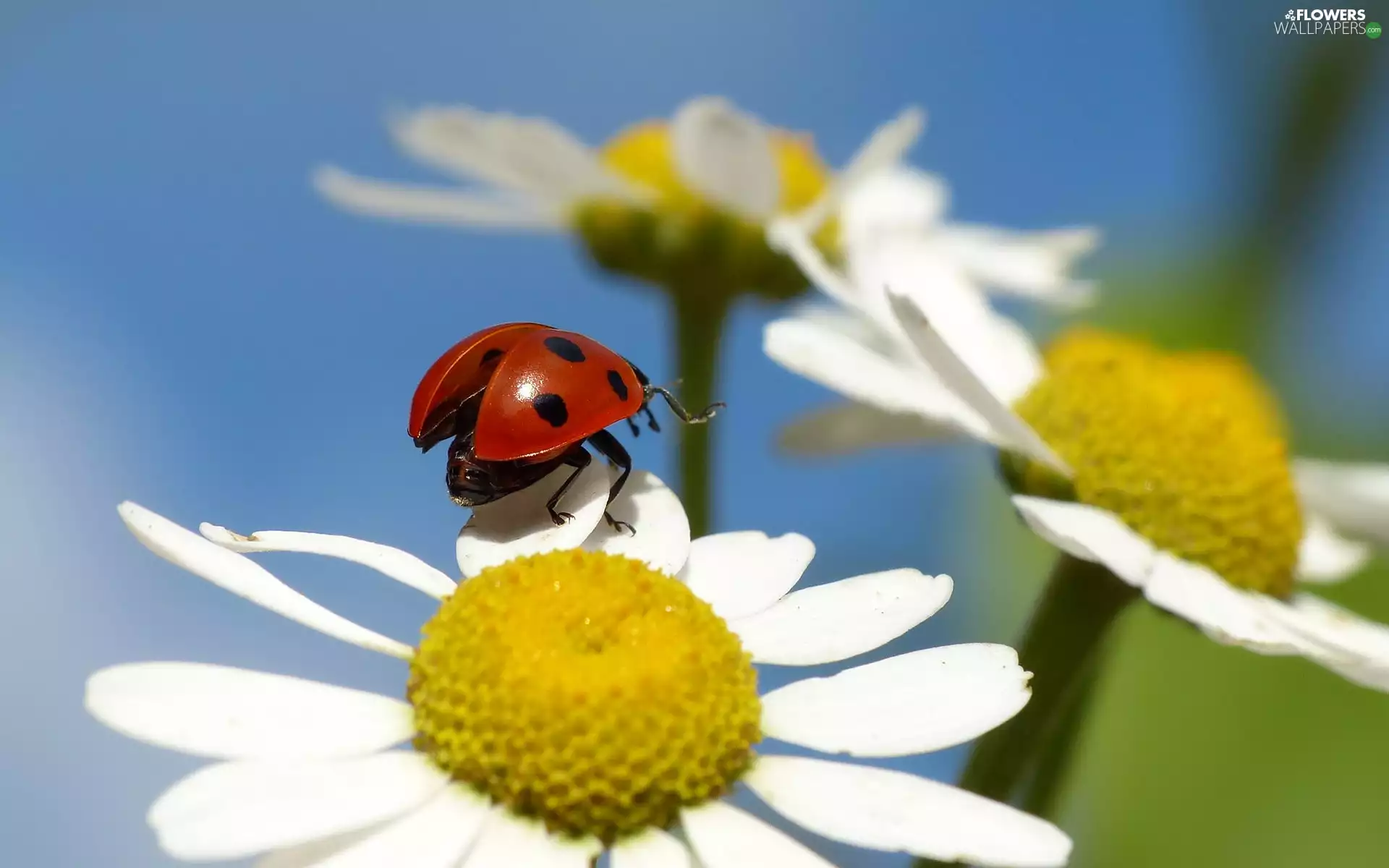 ladybird, daisies