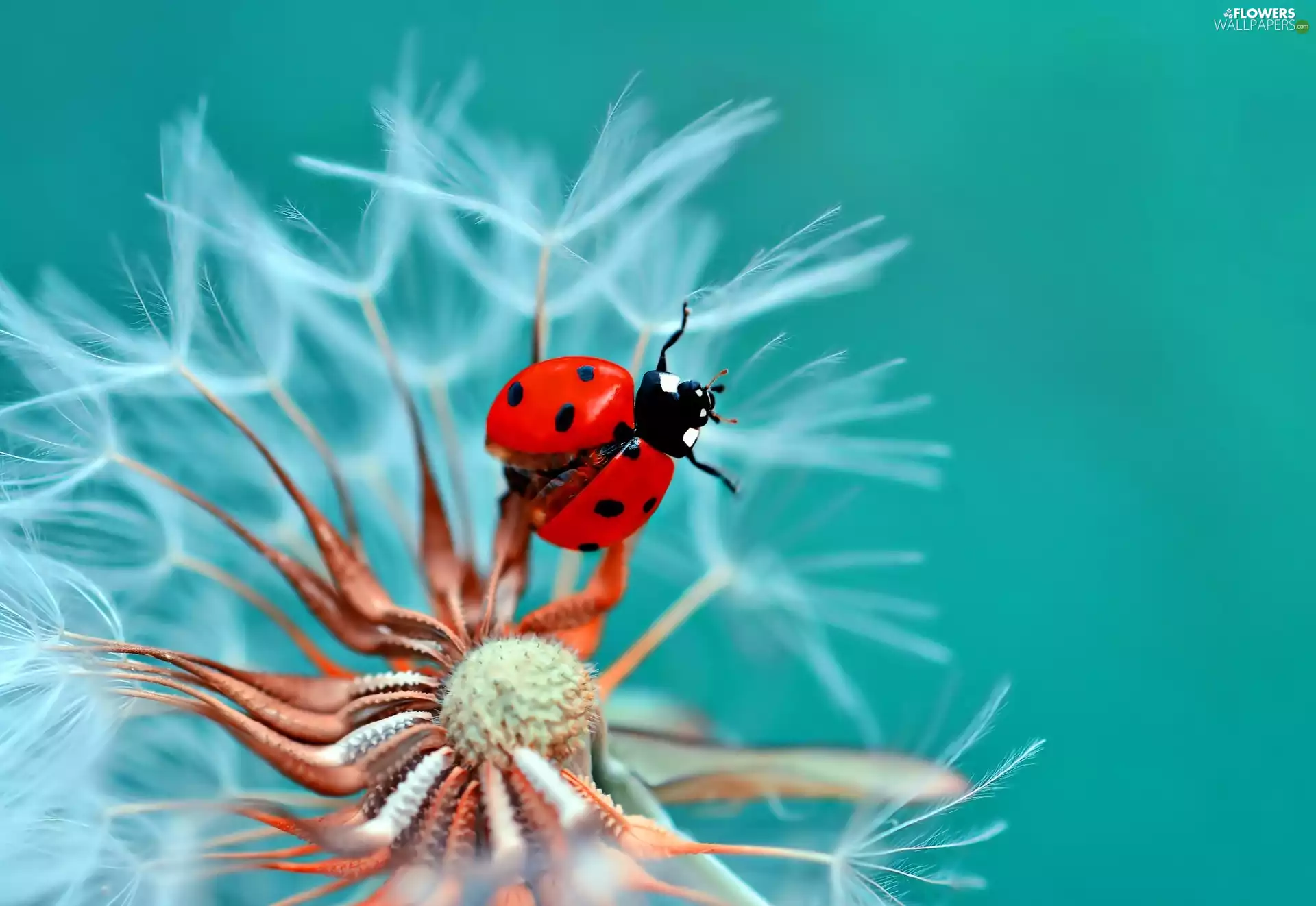 ladybird, Common Dandelion