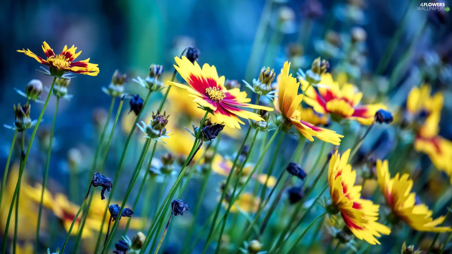 Meadow, Flowers, Tickseed Ladybird