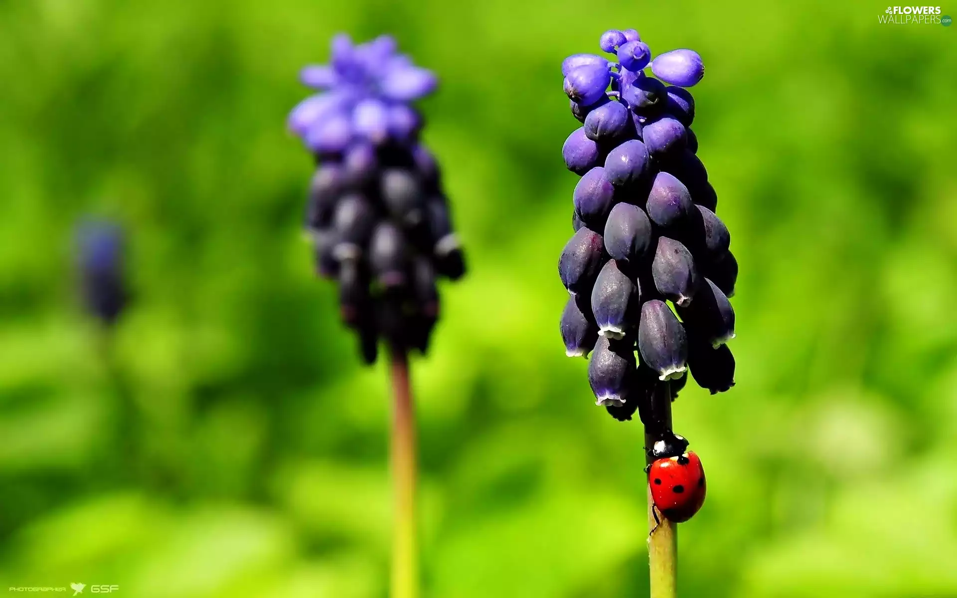 ladybird, Muscari